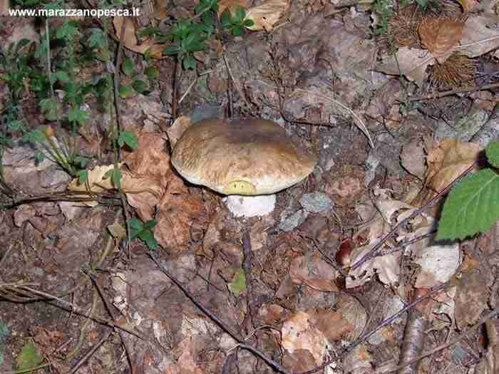  Image name: 128 Porcino.jpg 
 width: 700 pixel 
 height: 525 pixel 
 Size: 38961 bytes 
 Click to enlarge 